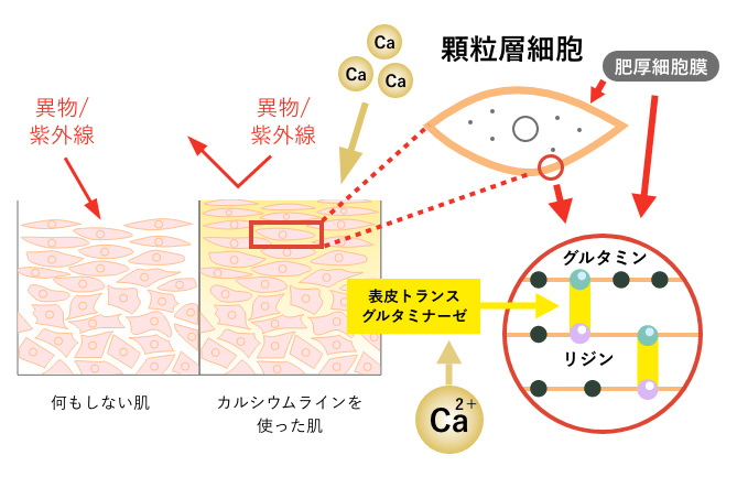 カルシウムは肥厚細胞膜の形成を助ける
